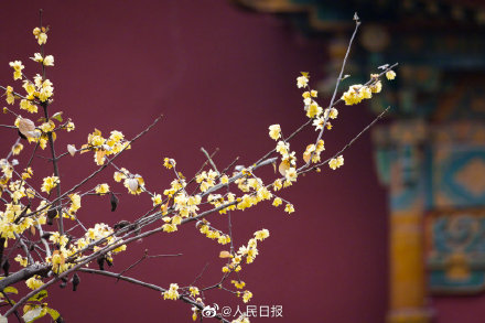 美！冬日腊梅与红墙太配了