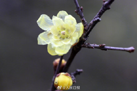 美！冬日腊梅与红墙太配了