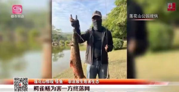 深圳莲花山公园惊现“水怪”! 深圳莲花山公园惊现“水怪”!