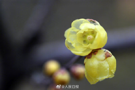 美！冬日腊梅与红墙太配了