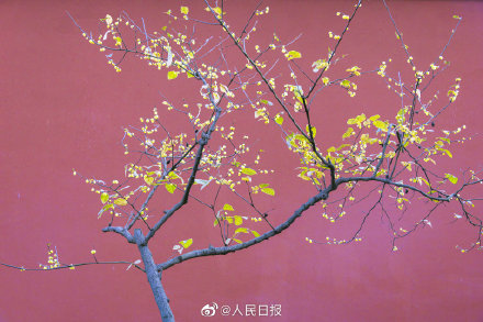 美！冬日腊梅与红墙太配了