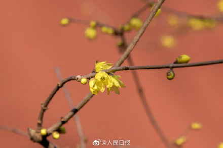 美！冬日腊梅与红墙太配了
