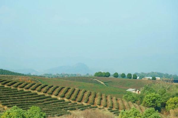 250余吨污泥倒在茶山上，皮革厂老板被抓了！