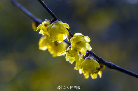 美！冬日腊梅与红墙太配了