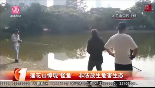 深圳莲花山公园惊现“水怪”! 深圳莲花山公园惊现“水怪”!