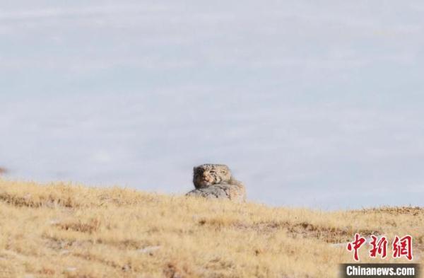 青海都兰：雪豹、兔狲等多种珍稀野生动物亮相