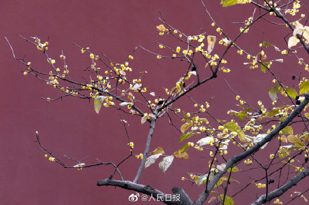 美！冬日腊梅与红墙太配了