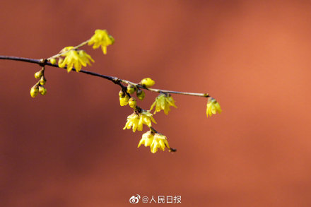 美！冬日腊梅与红墙太配了