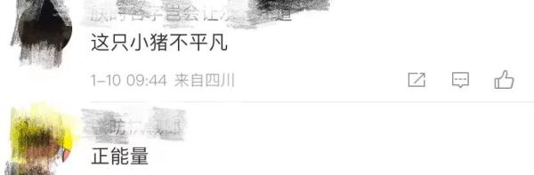 刷屏！“一只平凡的小猪”个人捐款1.38亿！