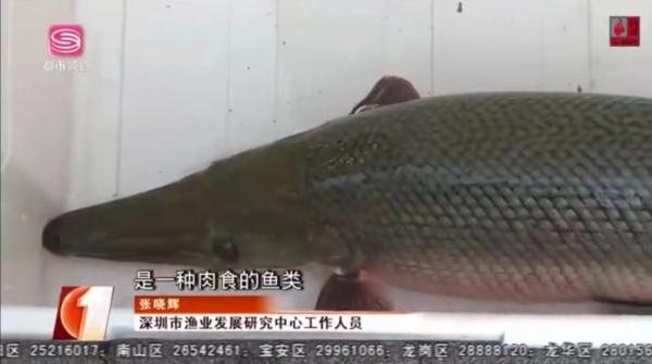 深圳莲花山公园惊现“水怪”! 深圳莲花山公园惊现“水怪”!