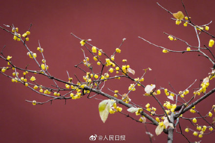 美！冬日腊梅与红墙太配了