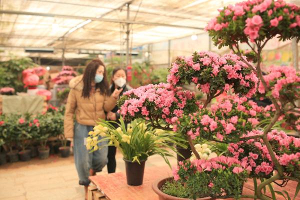 河北邢台邢东新区：花卉饰品受青睐