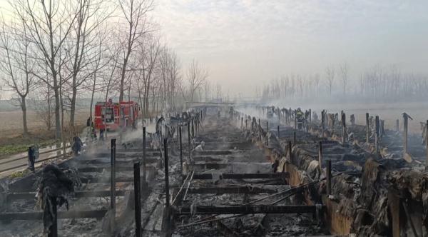 鸡棚起火，近万只鸡被烧，仅剩一只“鸡坚强”