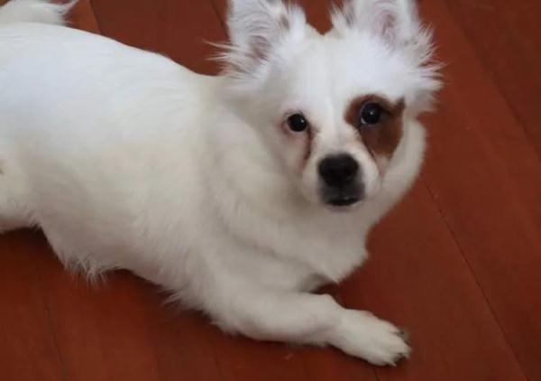 “普通大床房”378元一晚！春节宠物寄养火爆