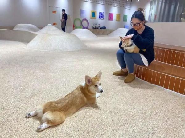 “普通大床房”378元一晚！春节宠物寄养火爆