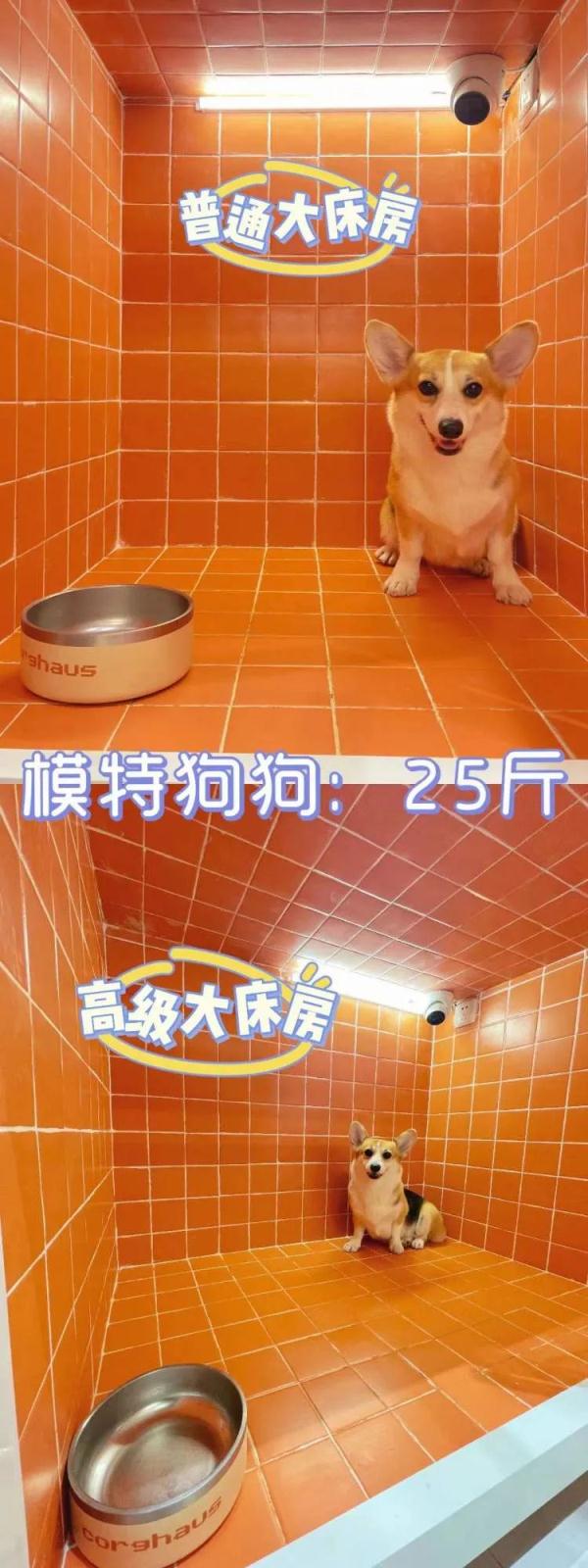 “普通大床房”378元一晚！春节宠物寄养火爆