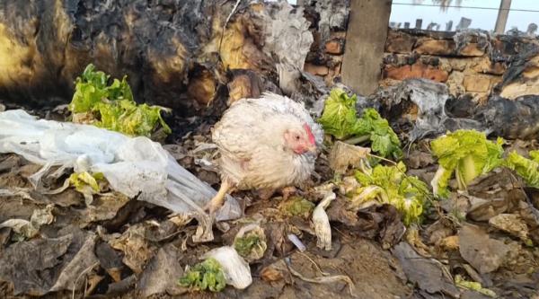 鸡棚起火，近万只鸡被烧，仅剩一只“鸡坚强”
