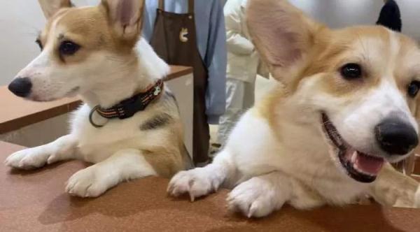 “普通大床房”378元一晚！春节宠物寄养火爆