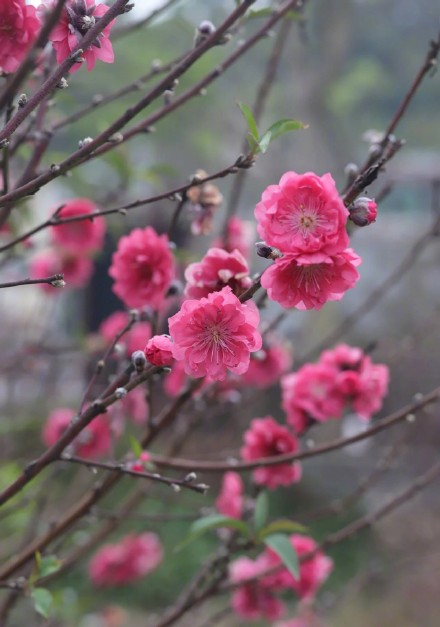 广州从化“桃花村”桃花朵朵开  种植户：今年销量比往年景气
