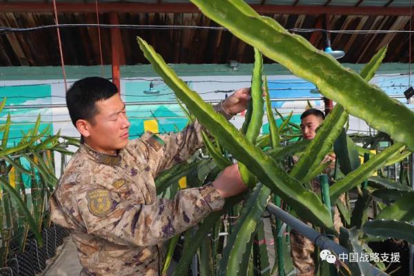 你相信吗？戈壁滩上长出了草莓、火龙果、柑橘……