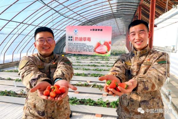 你相信吗？戈壁滩上长出了草莓、火龙果、柑橘……