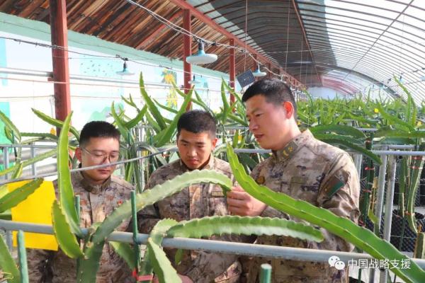 你相信吗？戈壁滩上长出了草莓、火龙果、柑橘……