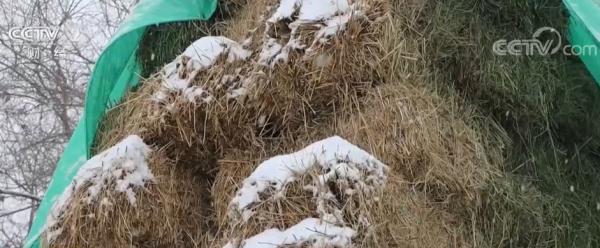 新疆积极应对强冷空气 确保农牧业安全生产