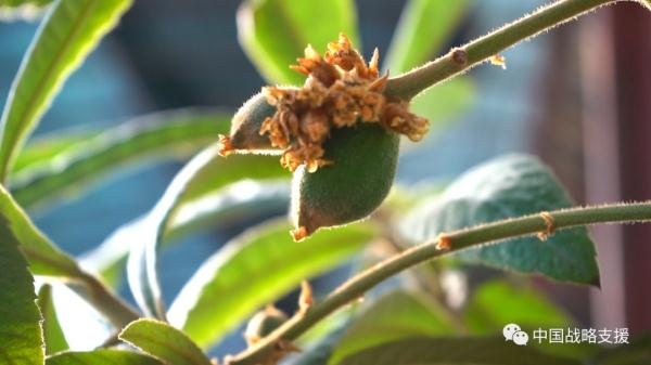 你相信吗？戈壁滩上长出了草莓、火龙果、柑橘……