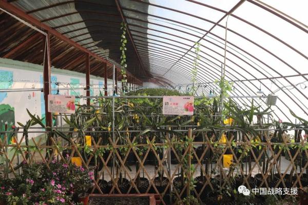 你相信吗？戈壁滩上长出了草莓、火龙果、柑橘……