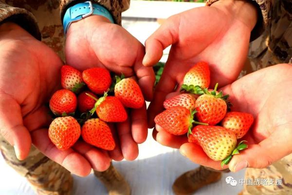 你相信吗？戈壁滩上长出了草莓、火龙果、柑橘……