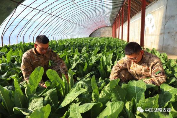 你相信吗？戈壁滩上长出了草莓、火龙果、柑橘……