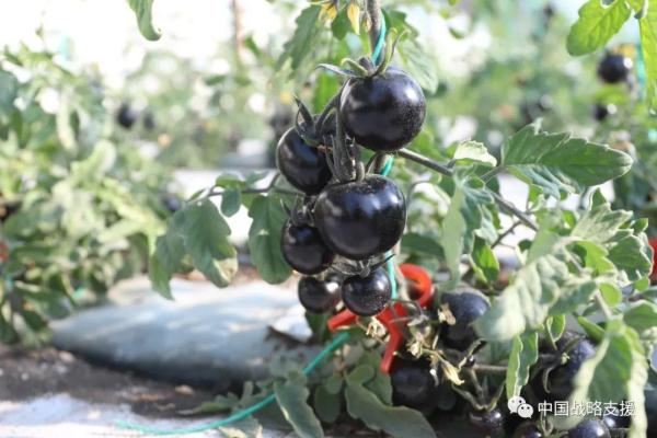 你相信吗？戈壁滩上长出了草莓、火龙果、柑橘……