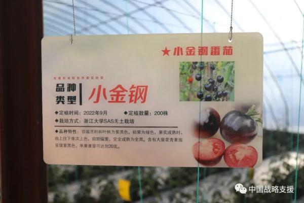 你相信吗？戈壁滩上长出了草莓、火龙果、柑橘……