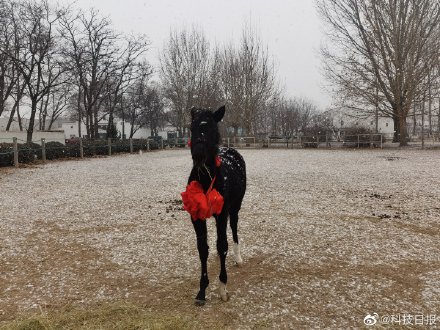 中国首匹登记克隆温血马半岁了
