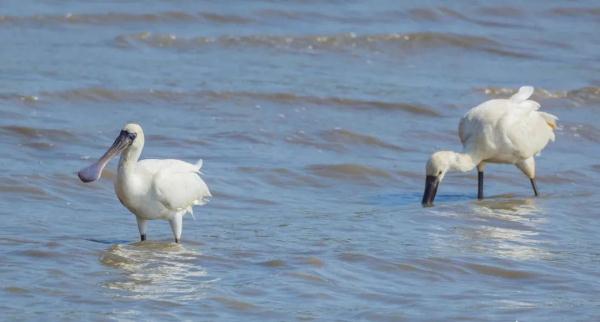 罕见!东莞首次野外监测到广东省“省鸟” 罕见!东莞首次野外监测到广东省“省鸟”