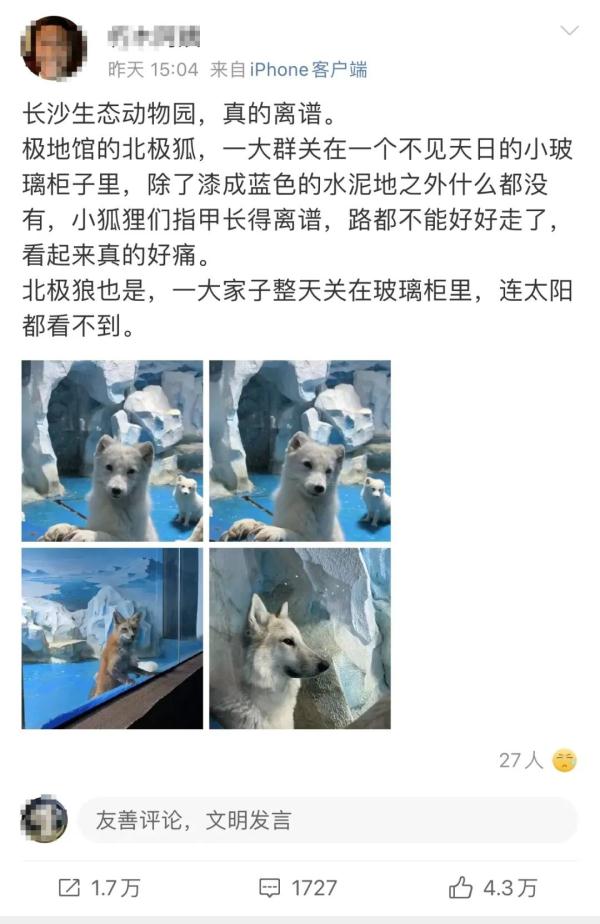 长沙生态动物园北极狐指甲过长影响走路？回应来了
