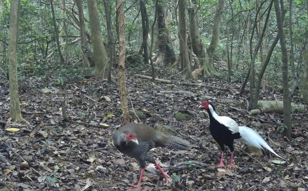 罕见!东莞首次野外监测到广东省“省鸟” 罕见!东莞首次野外监测到广东省“省鸟”