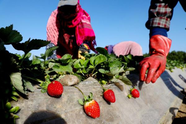 埃及:收获草莓 埃及:收获草莓