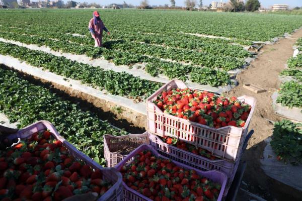 埃及:收获草莓 埃及:收获草莓
