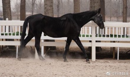 中国首匹登记克隆温血马半岁了
