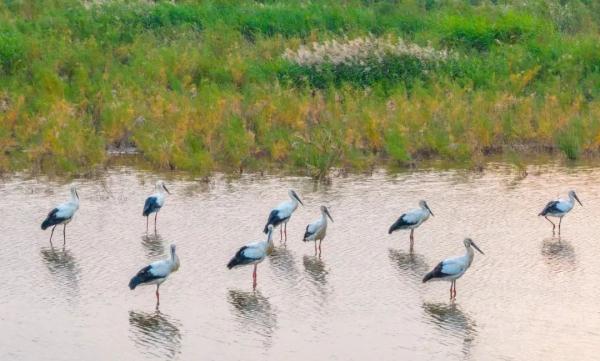罕见!东莞首次野外监测到广东省“省鸟” 罕见!东莞首次野外监测到广东省“省鸟”