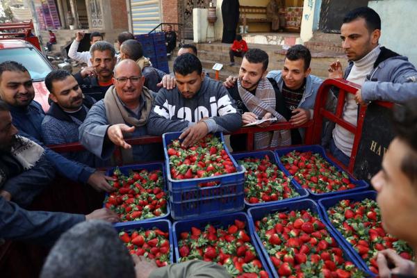 埃及:收获草莓 埃及:收获草莓