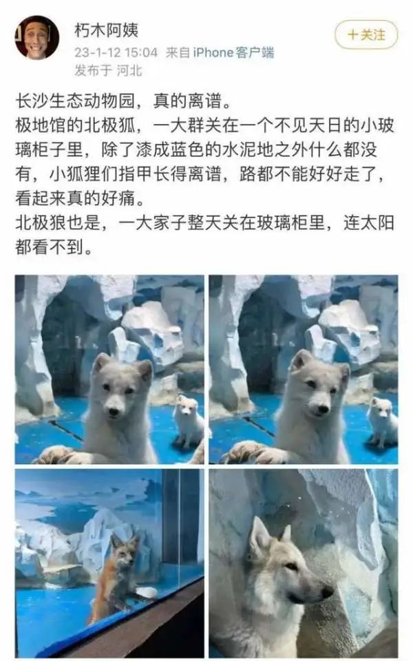 网友反映“极地馆北极狐指甲过长”,长沙动物园回应来了 网友反映“极地馆北极狐指甲过长”,长沙动物园回应来了