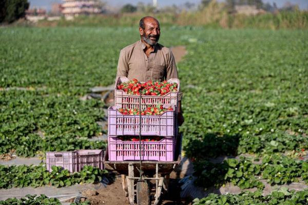 埃及:收获草莓 埃及:收获草莓