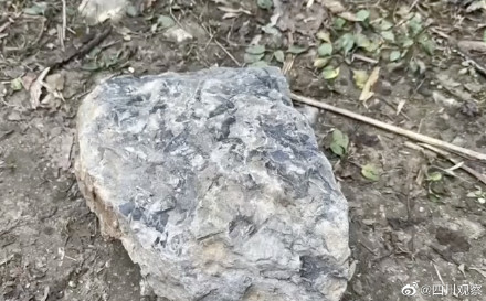 成都一山沟现大量化石