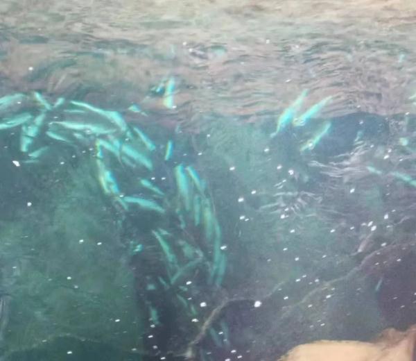 以投毒方式捕鱼9公斤被判刑,冤吗? 以投毒方式捕鱼9公斤被判刑,冤吗?