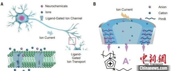 中国科学家这项最新研究成果 有望解码人类大脑“化学语言”