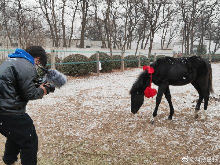 中国首匹登记克隆温血马半岁了