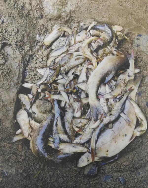 以投毒方式捕鱼9公斤被判刑,冤吗? 以投毒方式捕鱼9公斤被判刑,冤吗?