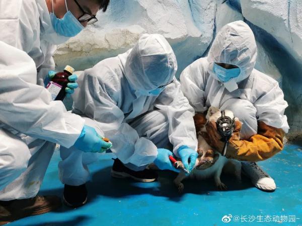 网友反映“极地馆北极狐指甲过长”,长沙动物园回应来了 网友反映“极地馆北极狐指甲过长”,长沙动物园回应来了